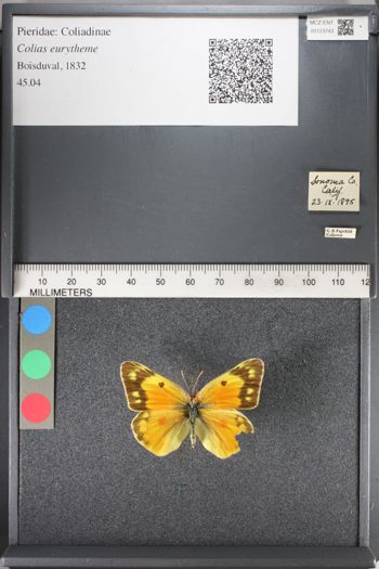 Media type: image;   Entomology 123743